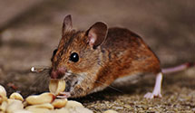 24 Hour & Emergency Exterminators in Brookston, MN